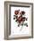 Rose of Love-Pierre Joseph Redoute-Framed Giclee Print