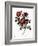 Rose of Love-Pierre Joseph Redoute-Framed Giclee Print