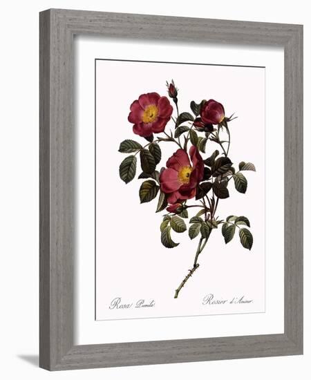 Rose of Love-Pierre Joseph Redoute-Framed Giclee Print