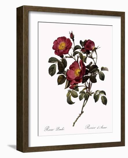 Rose of Love-Pierre Joseph Redoute-Framed Giclee Print