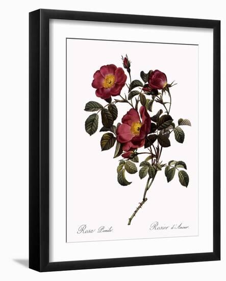 Rose of Love-Pierre Joseph Redoute-Framed Giclee Print