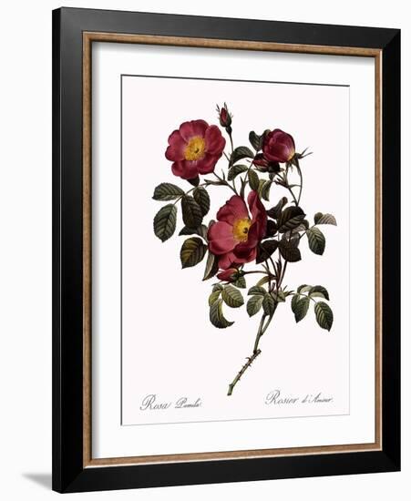 Rose of Love-Pierre Joseph Redoute-Framed Giclee Print