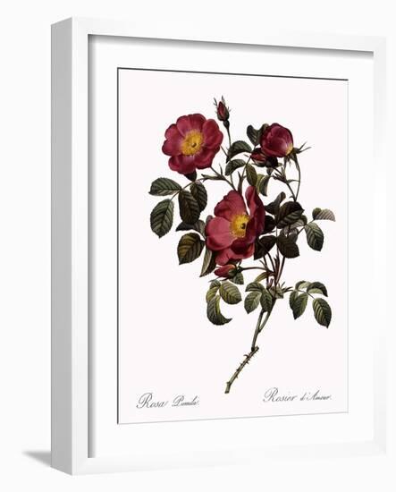 Rose of Love-Pierre Joseph Redoute-Framed Giclee Print