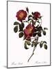 Rose of Love-Pierre Joseph Redoute-Mounted Giclee Print