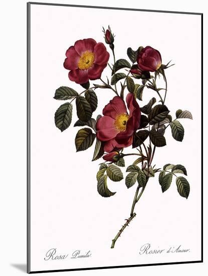 Rose of Love-Pierre Joseph Redoute-Mounted Giclee Print