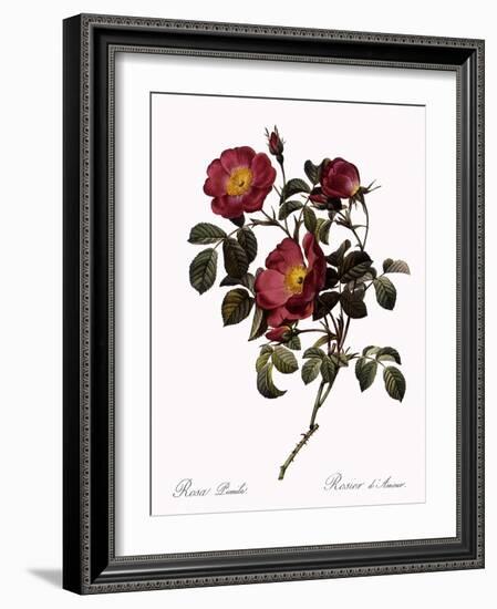 Rose of Love-Pierre Joseph Redoute-Framed Giclee Print