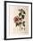 Rose of Sharon (Hibiscus Syriacus)-null-Framed Giclee Print