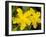 Rose-of-Sharon (Hypericum Calycinum)-Bob Gibbons-Framed Photographic Print