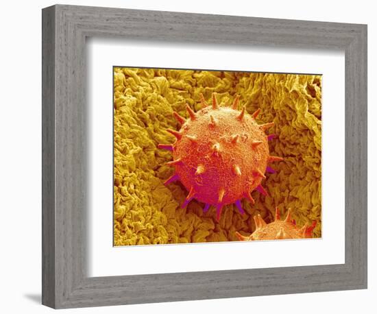 Rose of Sharon Pollen-Micro Discovery-Framed Photographic Print