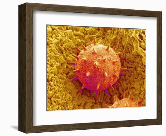 Rose of Sharon Pollen-Micro Discovery-Framed Photographic Print