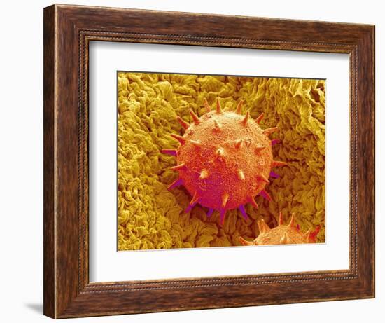 Rose of Sharon Pollen-Micro Discovery-Framed Photographic Print