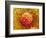 Rose of Sharon Pollen-Micro Discovery-Framed Photographic Print