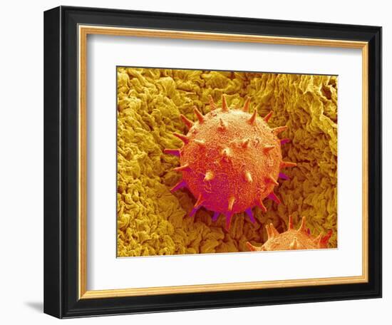 Rose of Sharon Pollen-Micro Discovery-Framed Photographic Print