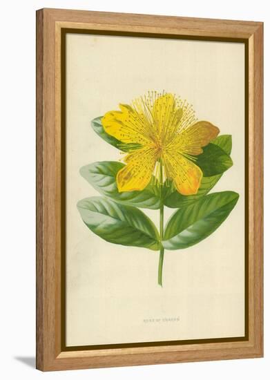 Rose of Sharon-Frederick Edward Hulme-Framed Premier Image Canvas