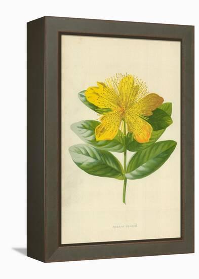 Rose of Sharon-Frederick Edward Hulme-Framed Premier Image Canvas