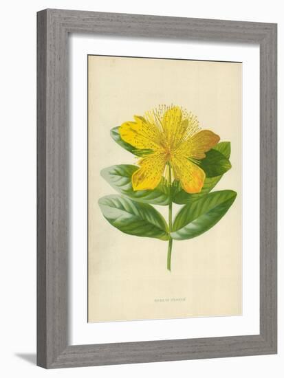 Rose of Sharon-Frederick Edward Hulme-Framed Giclee Print