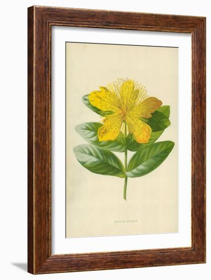 Rose of Sharon-Frederick Edward Hulme-Framed Giclee Print