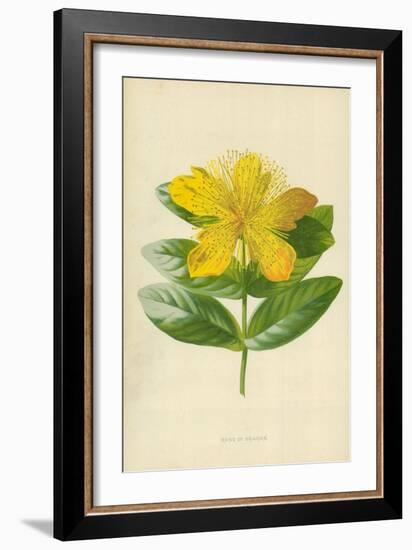 Rose of Sharon-Frederick Edward Hulme-Framed Giclee Print