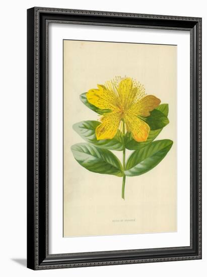 Rose of Sharon-Frederick Edward Hulme-Framed Giclee Print