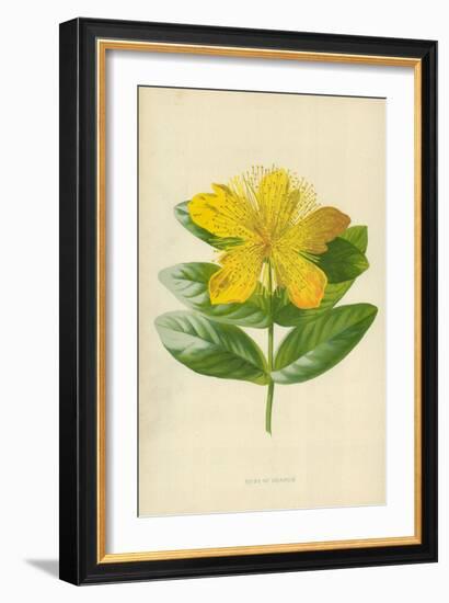 Rose of Sharon-Frederick Edward Hulme-Framed Giclee Print