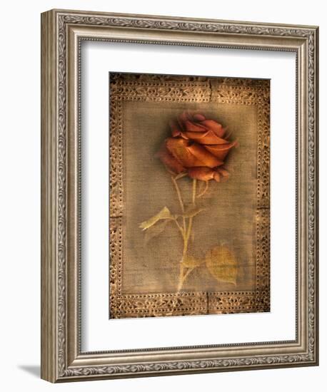 Rose on Fabric-Robert Cattan-Framed Photographic Print