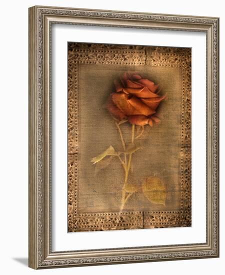 Rose on Fabric-Robert Cattan-Framed Photographic Print