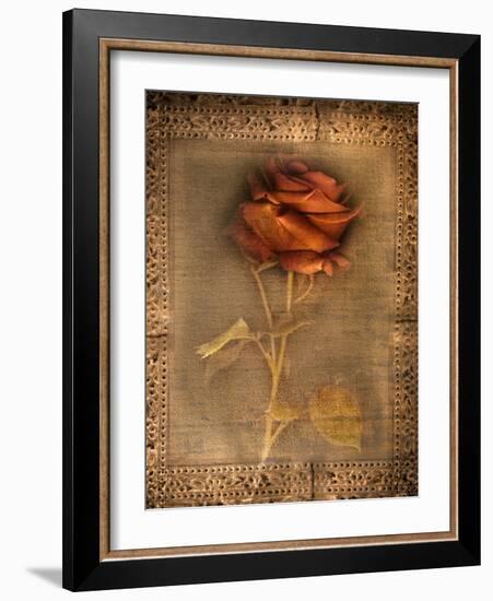 Rose on Fabric-Robert Cattan-Framed Photographic Print