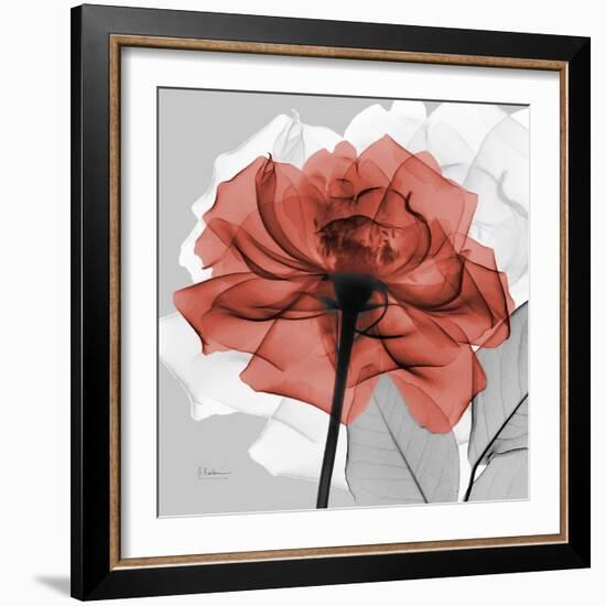 Rose on Gray 1-Albert Koetsier-Framed Premium Giclee Print