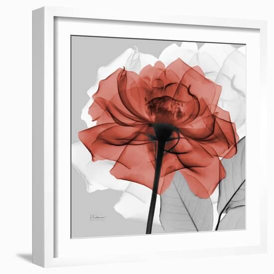 Rose on Gray 1-Albert Koetsier-Framed Premium Giclee Print