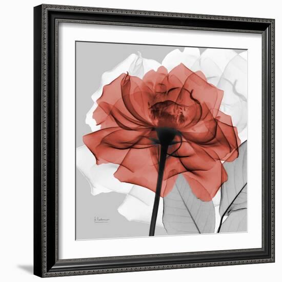 Rose on Gray 1-Albert Koetsier-Framed Premium Giclee Print