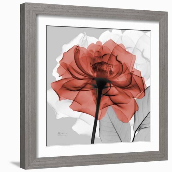 Rose on Gray 1-Albert Koetsier-Framed Art Print