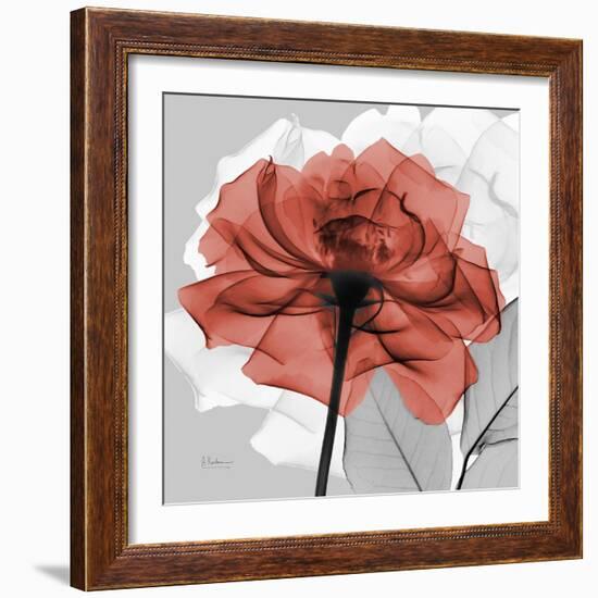 Rose on Gray 1-Albert Koetsier-Framed Art Print