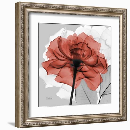 Rose on Gray 1-Albert Koetsier-Framed Art Print