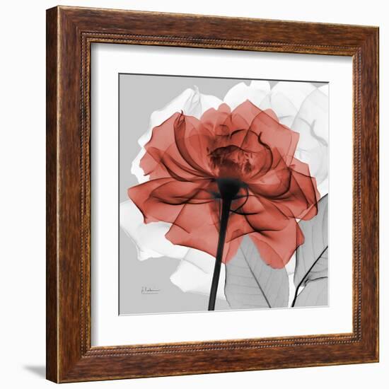 Rose on Gray 1-Albert Koetsier-Framed Art Print