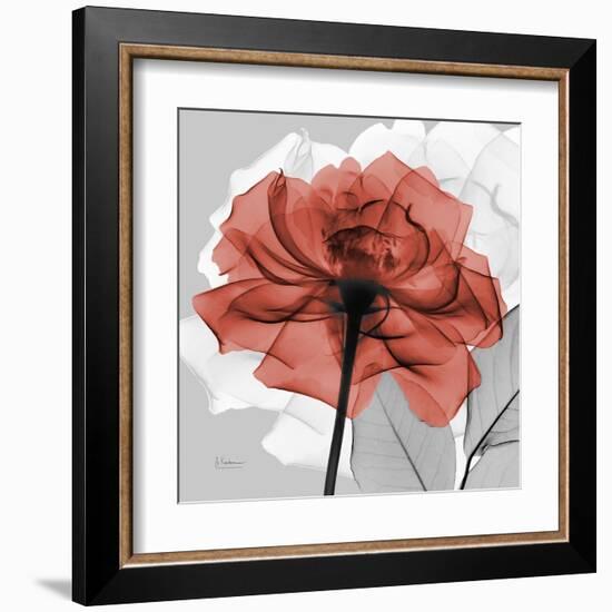 Rose on Gray 1-Albert Koetsier-Framed Art Print