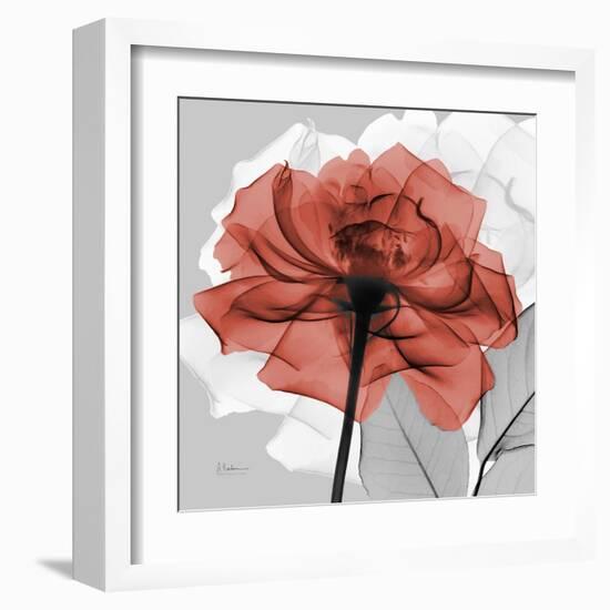 Rose on Gray 1-Albert Koetsier-Framed Art Print