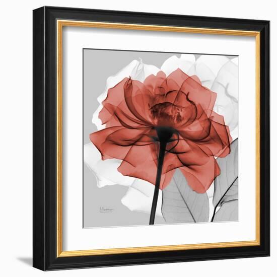 Rose on Gray 1-Albert Koetsier-Framed Art Print