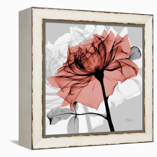 Rose on Gray 2-Albert Koetsier-Framed Stretched Canvas