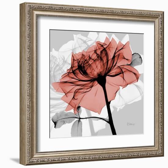 Rose on Gray 2-Albert Koetsier-Framed Art Print