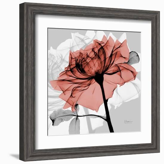 Rose on Gray 2-Albert Koetsier-Framed Art Print