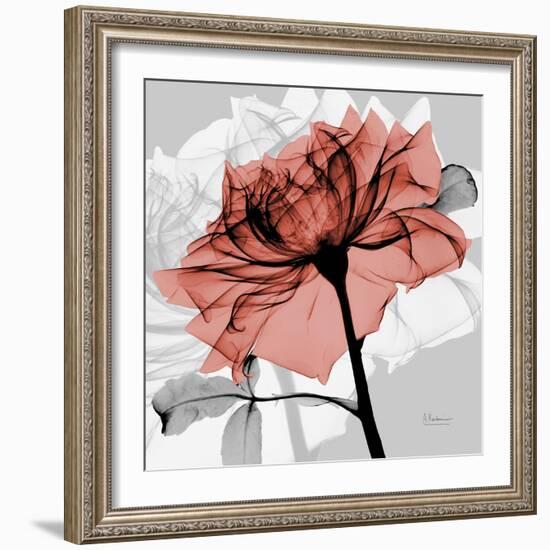 Rose on Gray 2-Albert Koetsier-Framed Art Print