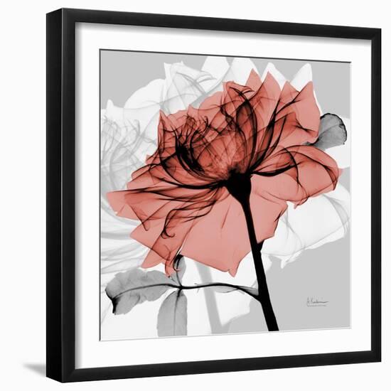 Rose on Gray 2-Albert Koetsier-Framed Art Print