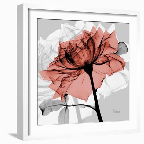 Rose on Gray 2-Albert Koetsier-Framed Art Print