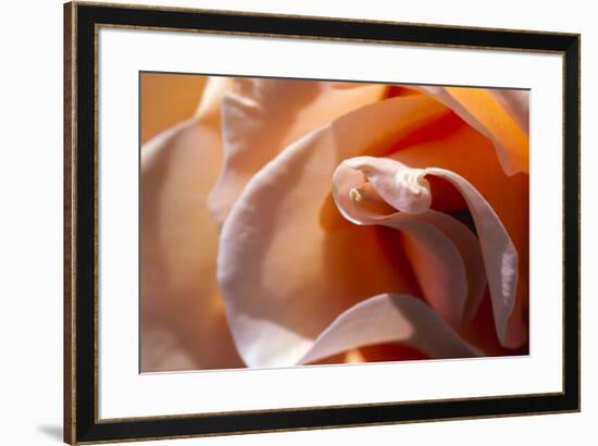 Rose opening up-Zandria Muench Beraldo-Framed Premium Photographic Print