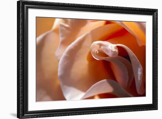 Rose opening up-Zandria Muench Beraldo-Framed Premium Photographic Print