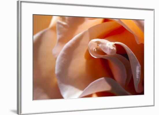 Rose opening up-Zandria Muench Beraldo-Framed Premium Photographic Print