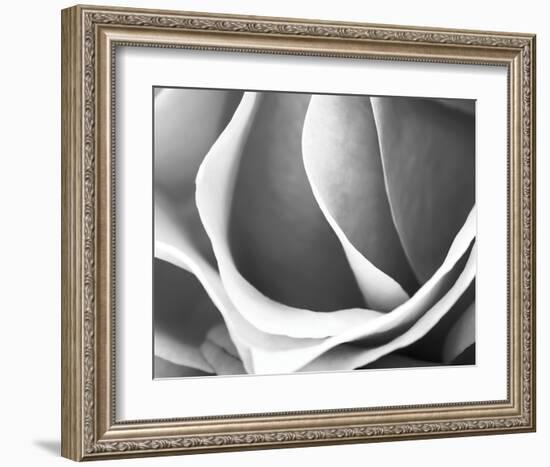 Rose Petal Detail-B^ Marcela-Framed Art Print