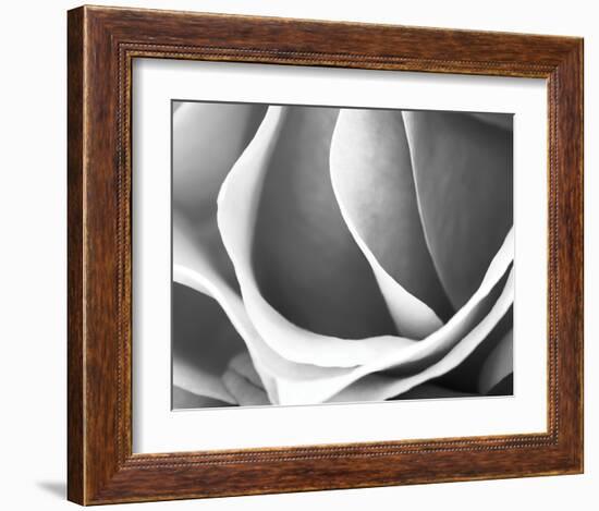 Rose Petal Detail-B^ Marcela-Framed Art Print