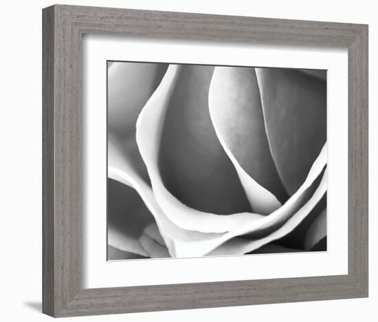 Rose Petal Detail-B^ Marcela-Framed Art Print