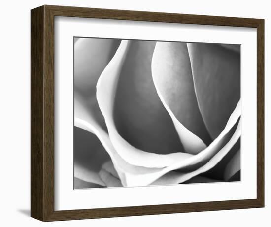 Rose Petal Detail-B^ Marcela-Framed Art Print